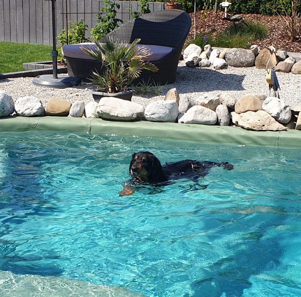Zeus schwimmt im Pool